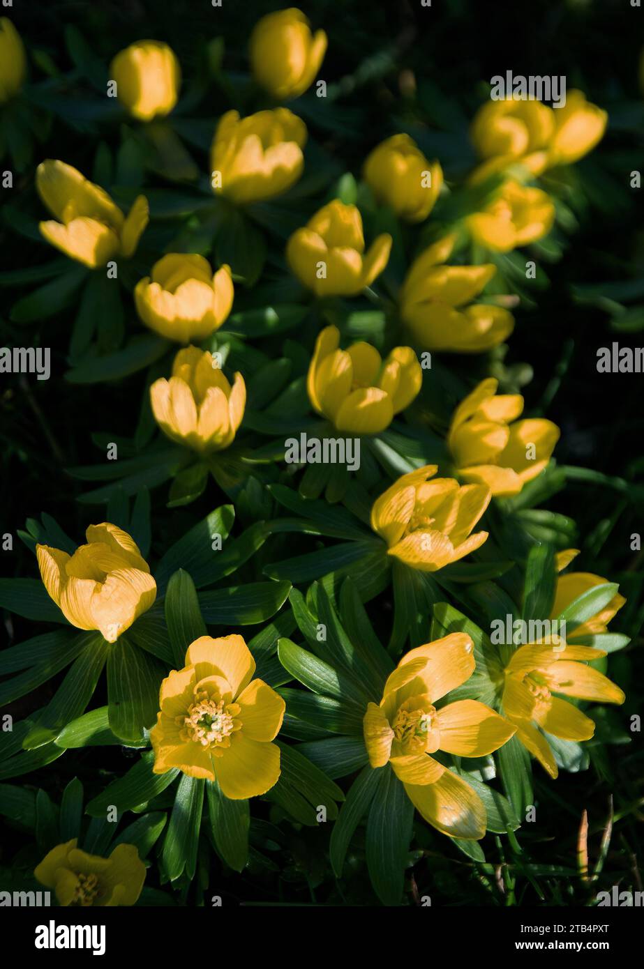 Eranthis hyemalis hace una brillante exhibición de flores amarillas doradas como mariposas Foto de stock