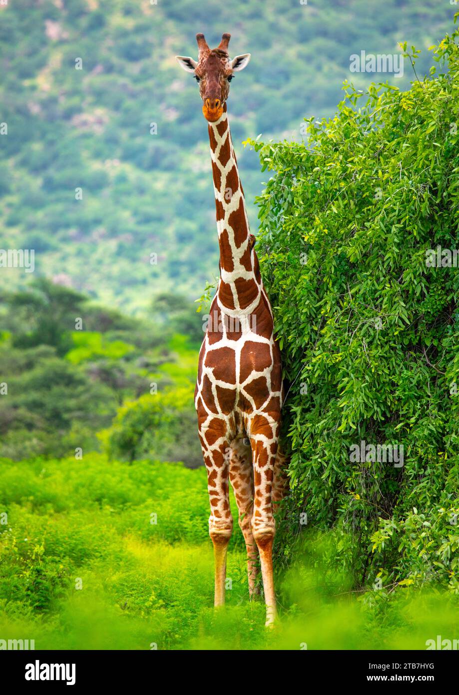 Jirafa hembra reticulada (Giraffa camelopardalis reticulata), condado de Samburu, Reserva Nacional de Samburu, Kenya Foto de stock