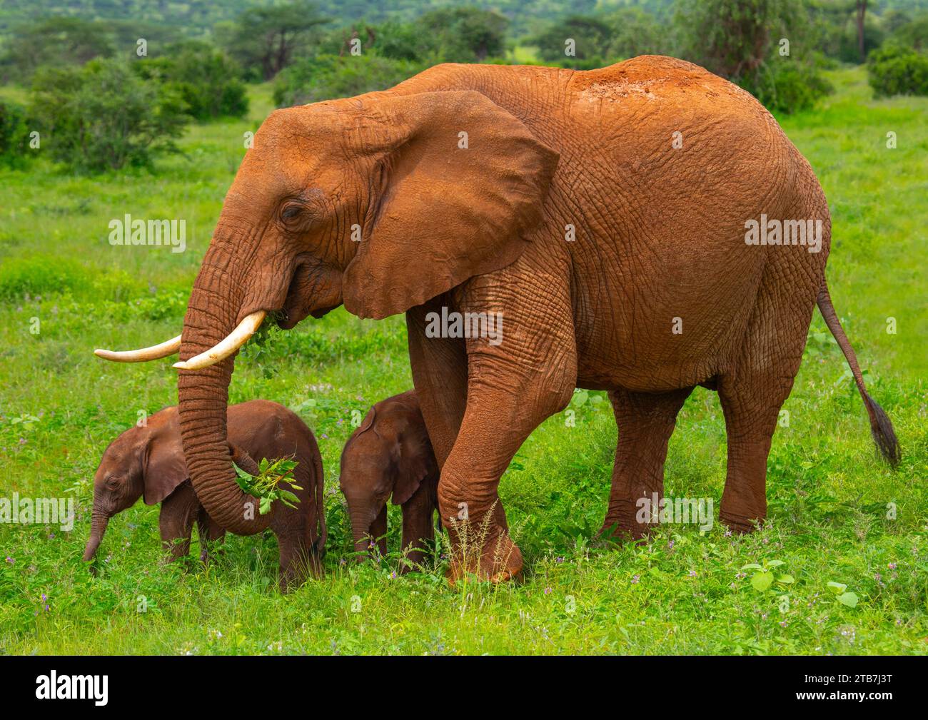 Bebés mellizos elefantes raros con su madre, Condado de Samburu, Reserva Nacional de Samburu, Kenia Foto de stock