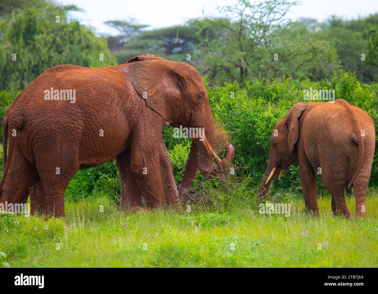 Elefante poniendo barro en su cuerpo, Condado de Samburu, Reserva Nacional de Samburu, Kenia Foto de stock