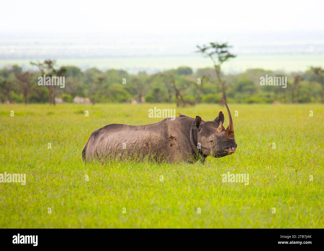 Rinocerontes negros (diceros bicornis) en hierba verde después de la lluvia, Condado de Samburu, Reserva Nacional de Samburu, Kenia Foto de stock