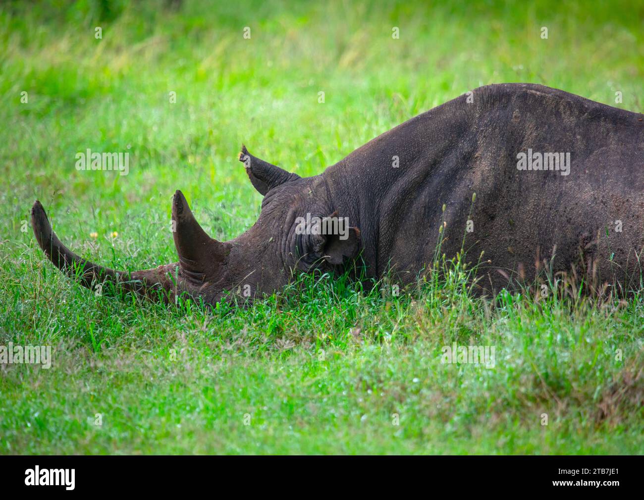 Rinocerontes negros (diceros bicornis) en hierba verde después de la lluvia, Condado de Samburu, Reserva Nacional de Samburu, Kenia Foto de stock