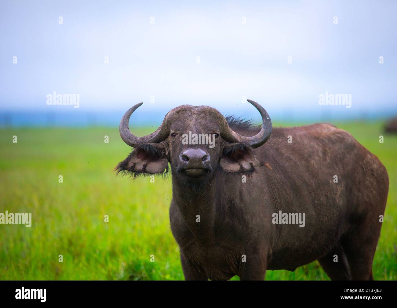 Búfalo africano (Syncerus caffer), Condado de Samburu, Reserva Nacional de Samburu, Kenia Foto de stock