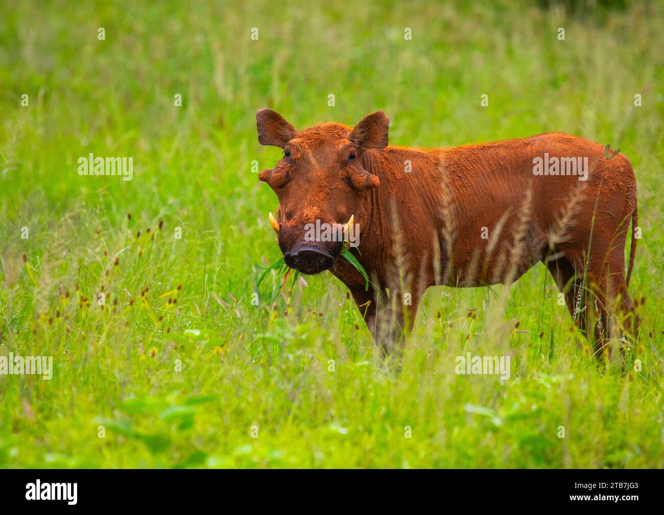 Warthog pastando en hierba verde después de la lluvia, Condado de Samburu, Reserva Nacional de Samburu, Kenia Foto de stock