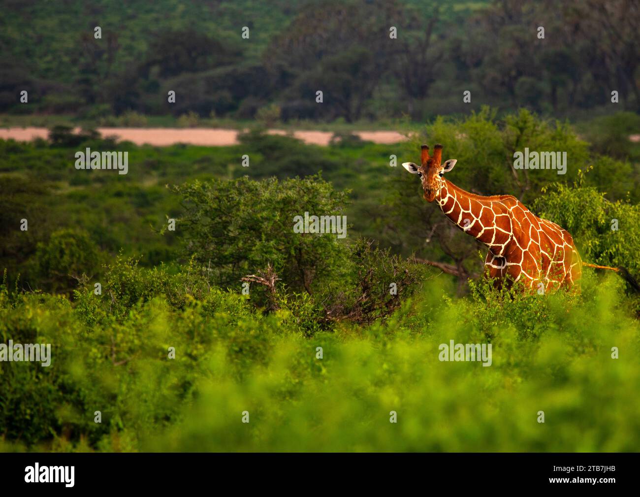 Jirafa reticulada (Giraffa camelopardalis reticulata), Condado de Samburu, Reserva Nacional de Samburu, Kenia Foto de stock