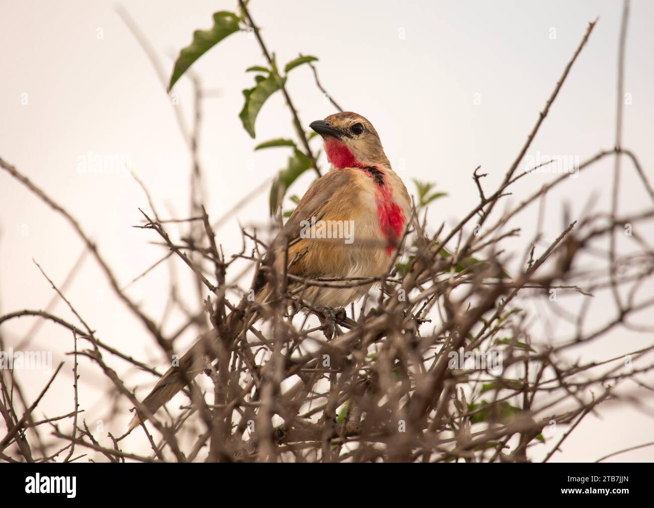 Rosy-Patched Bushshrike, Condado de Samburu, Reserva Nacional de Samburu, Kenia Foto de stock