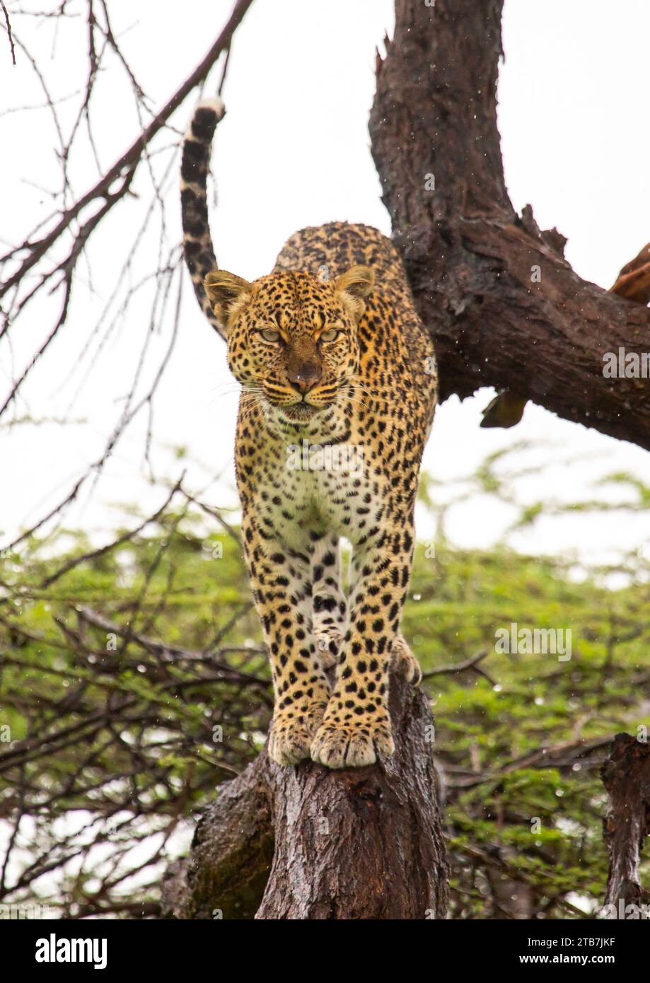 Leopardo de pie en un árbol, Condado de Samburu, Reserva Nacional de Samburu, Kenia Foto de stock