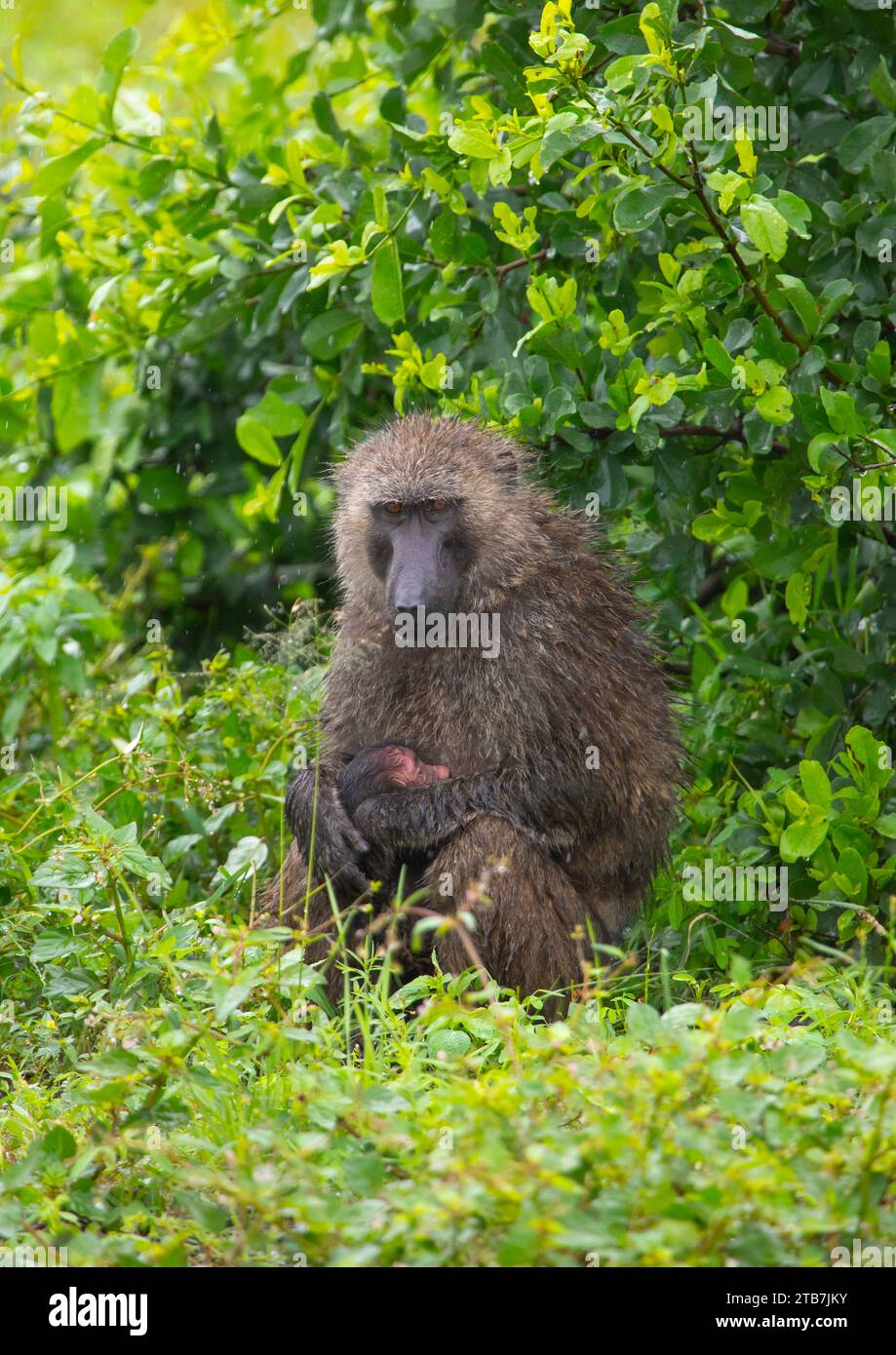 Madre babuina con su bebé, Condado de Samburu, Reserva Nacional de Samburu, Kenia Foto de stock