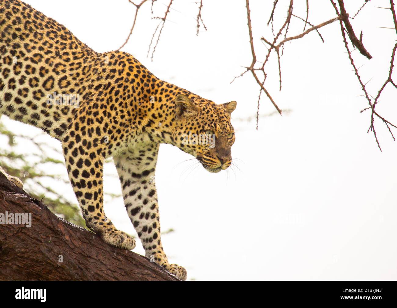 Leopardo bajando del árbol, Condado de Samburu, Reserva Nacional de Samburu, Kenia Foto de stock