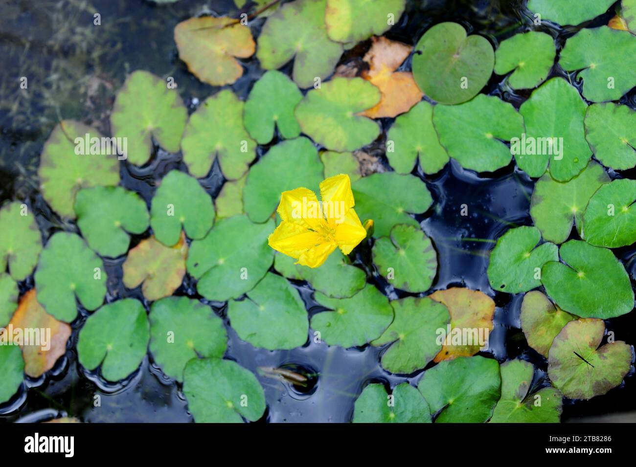 El lirio o corazón flotante (Nymphoides peltata) es una hierba acuática perenne nativa de Asia y la región mediterránea. Foto de stock