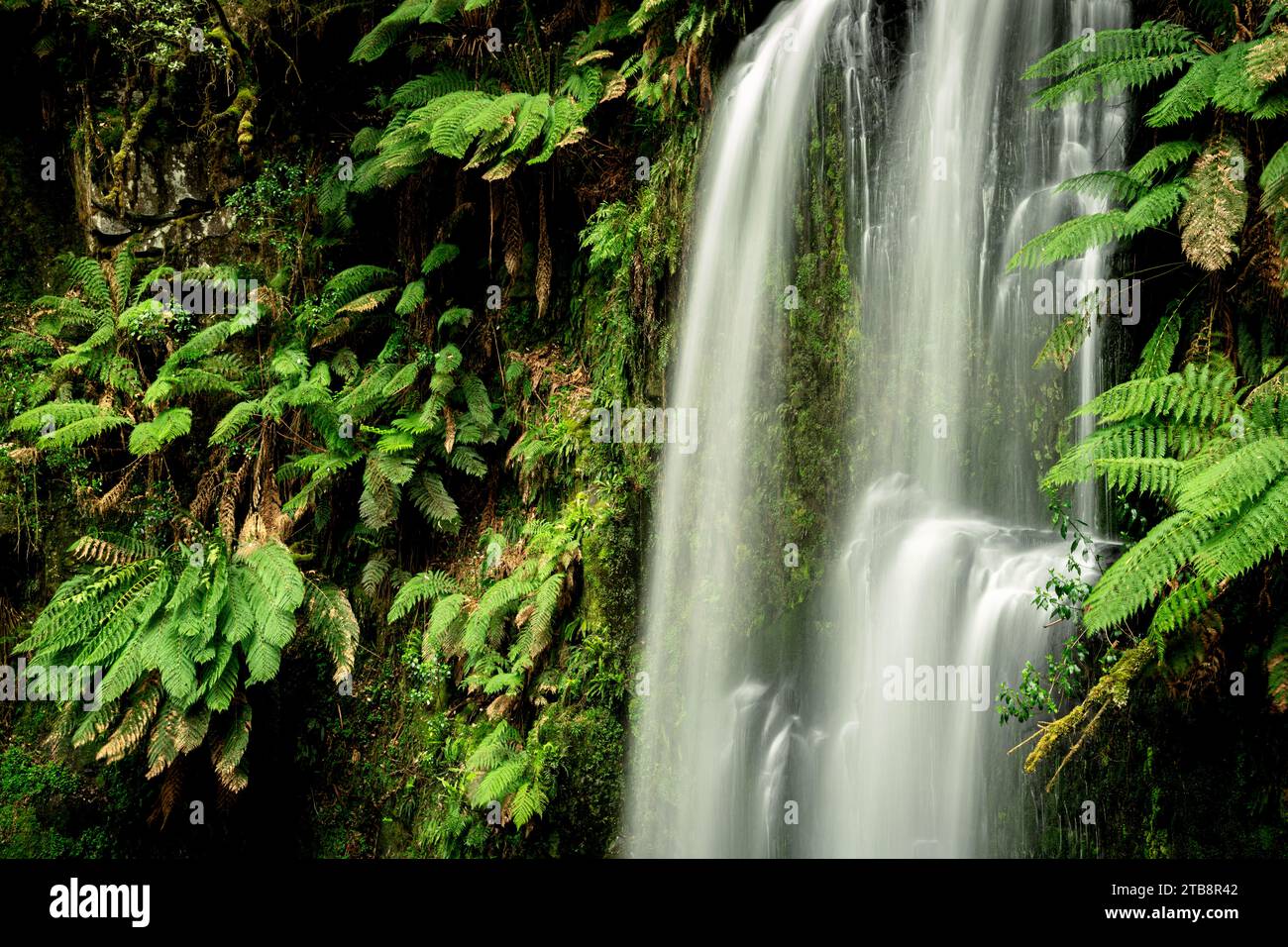 Las cataratas Beauchamp están bien escondidas en la selva tropical del Parque Nacional Great Otway. Foto de stock