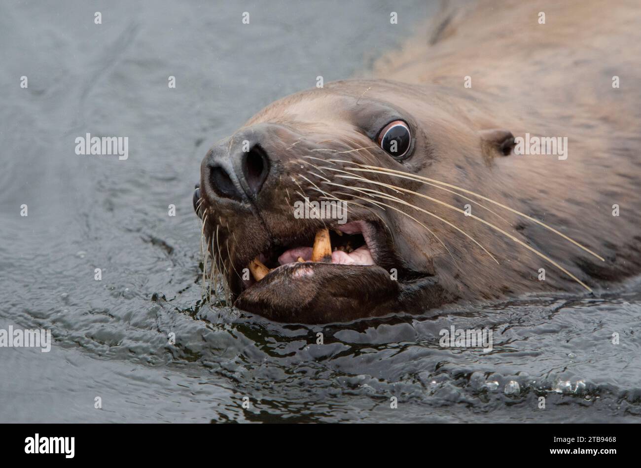 El león marino Steller (Eumetopias jubatus) le echa los dientes al fotógrafo; Inside Passage, Alaska, Estados Unidos de América Foto de stock