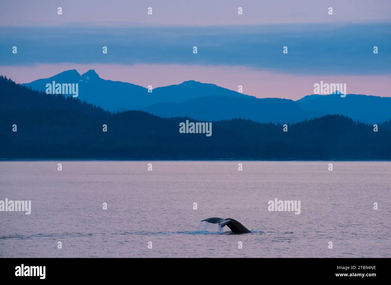 Vista de la ballena jorobada (Megaptera novaeangliae) mientras se sumerge en el paso de Stephens frente a la costa de Alaska, Estados Unidos Foto de stock