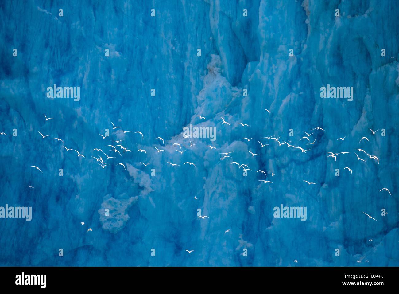 Los charranes del Ártico (Sterna paradisaea) vuelan más allá de la cara del glaciar Dawes, el brazo Endicott, Fords Terror Wilderness Área en Alaska, EE.UU Foto de stock