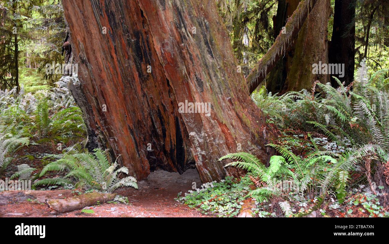 California Redwood se está inclinando en un bosque de helechos y musgo. El tronco es hueco. Foto de stock