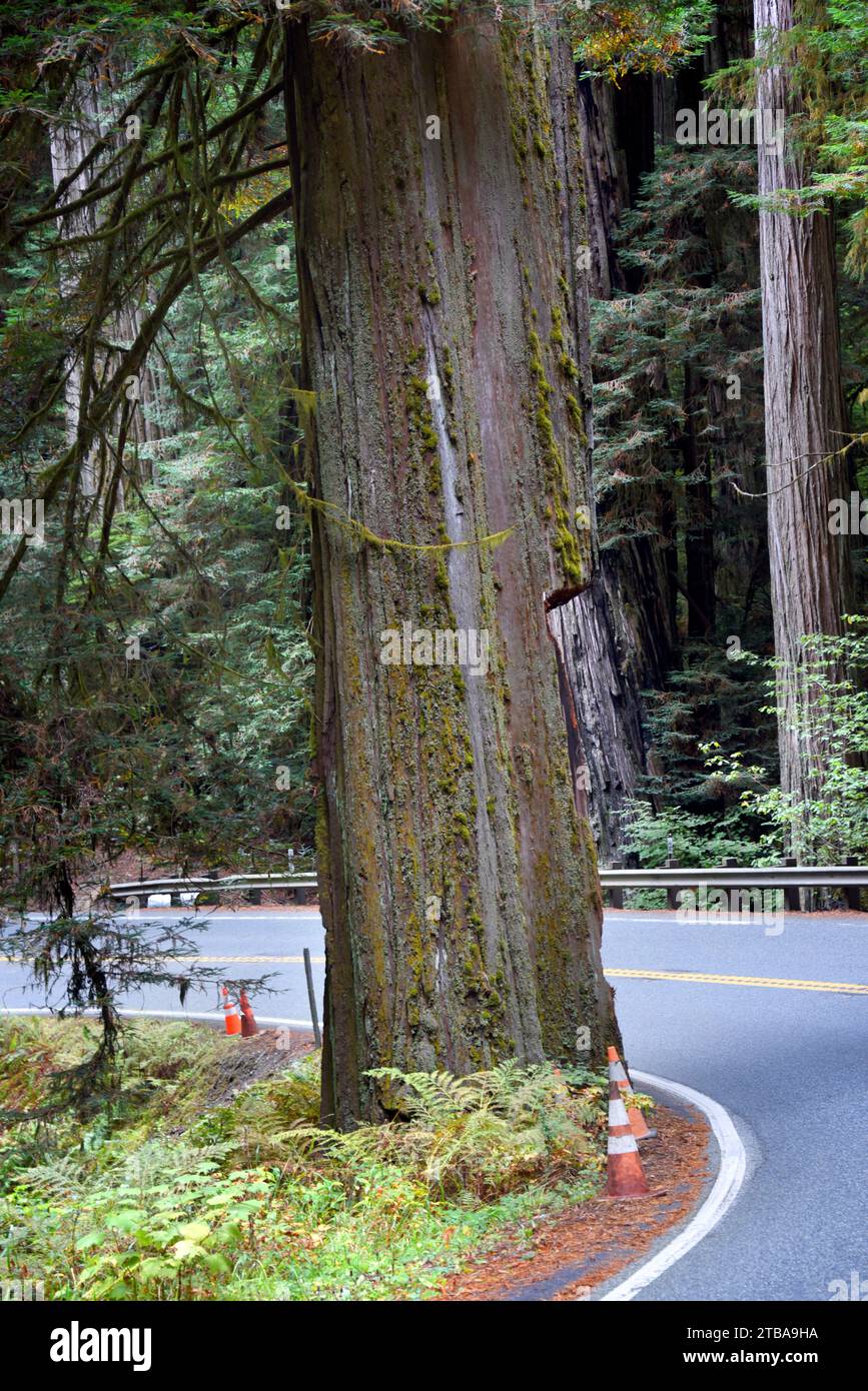 La curva en la carretera exigía más espacio, por lo que una sección de una madera roja fue cortada para permitir dos carriles a través del bosque de madera roja. Foto de stock