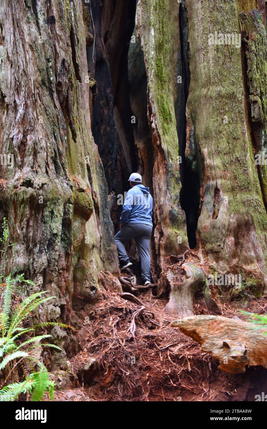 El hombre explora el interior de un Redwood gigante en el Bosque Nacional Redwood en California. Tiene puesta una chaqueta azul. Foto de stock