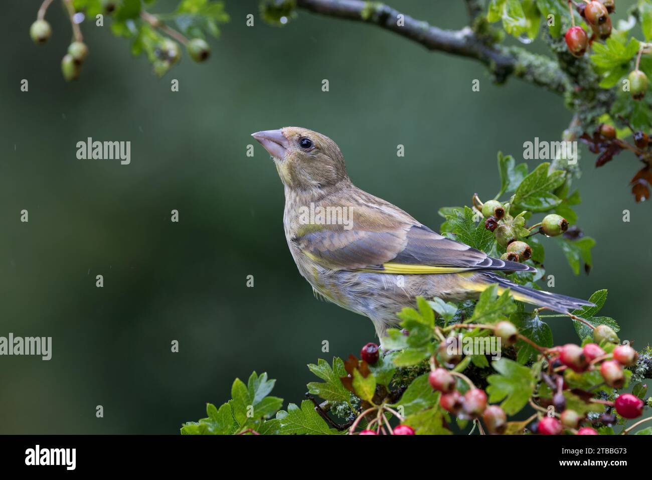 Pinzón verde europeo [ Chloris chloris ] Pájaro hembra en rama de espino con bayas Foto de stock