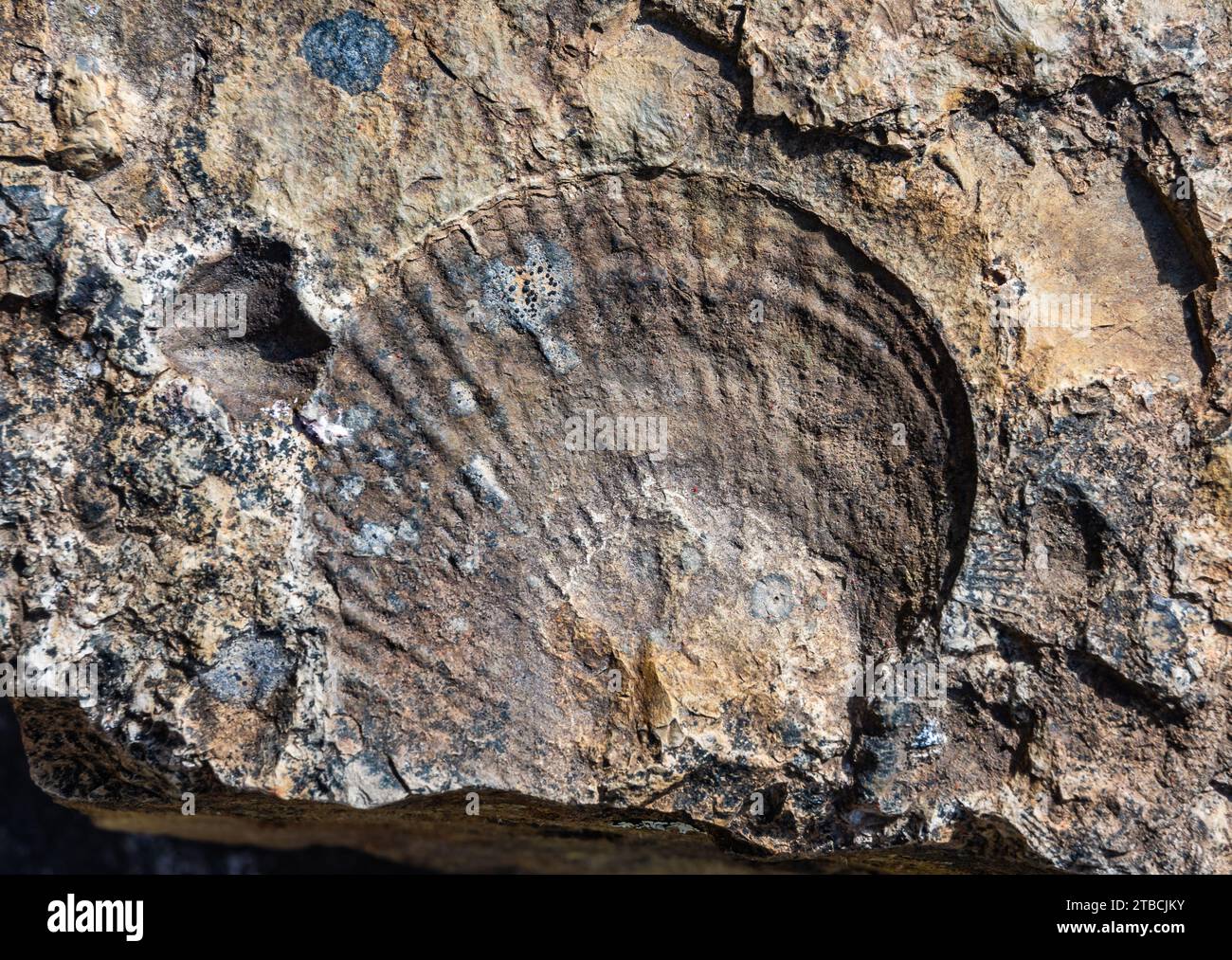 Fósiles de vida marina en piedra de seda. Tasmania, Australia. Foto de stock