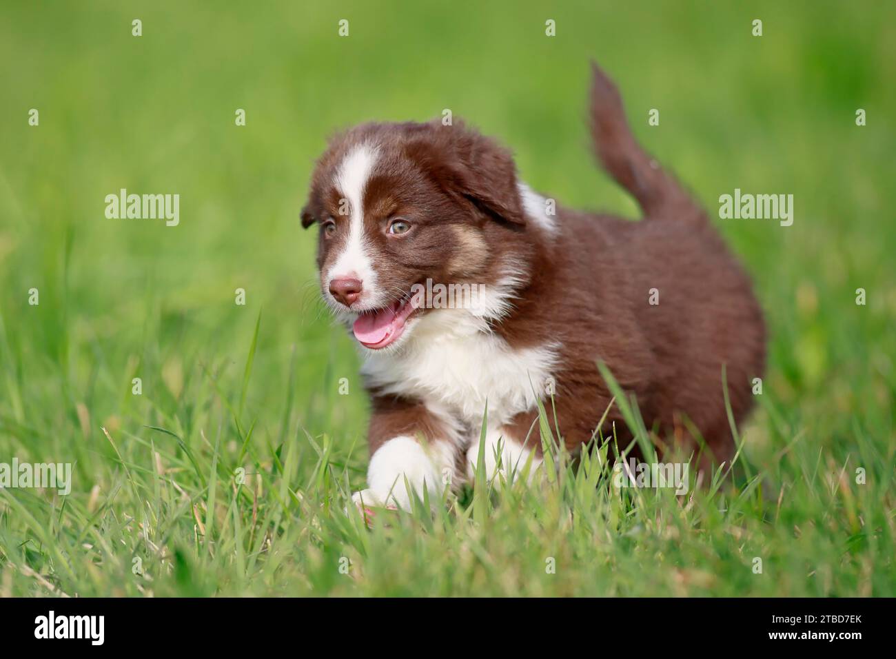 Cachorro de pastor americano en miniatura (Canis lupus familiaris), cachorro que corre a través de un prado, Renania-Palatinado, Alemania Foto de stock