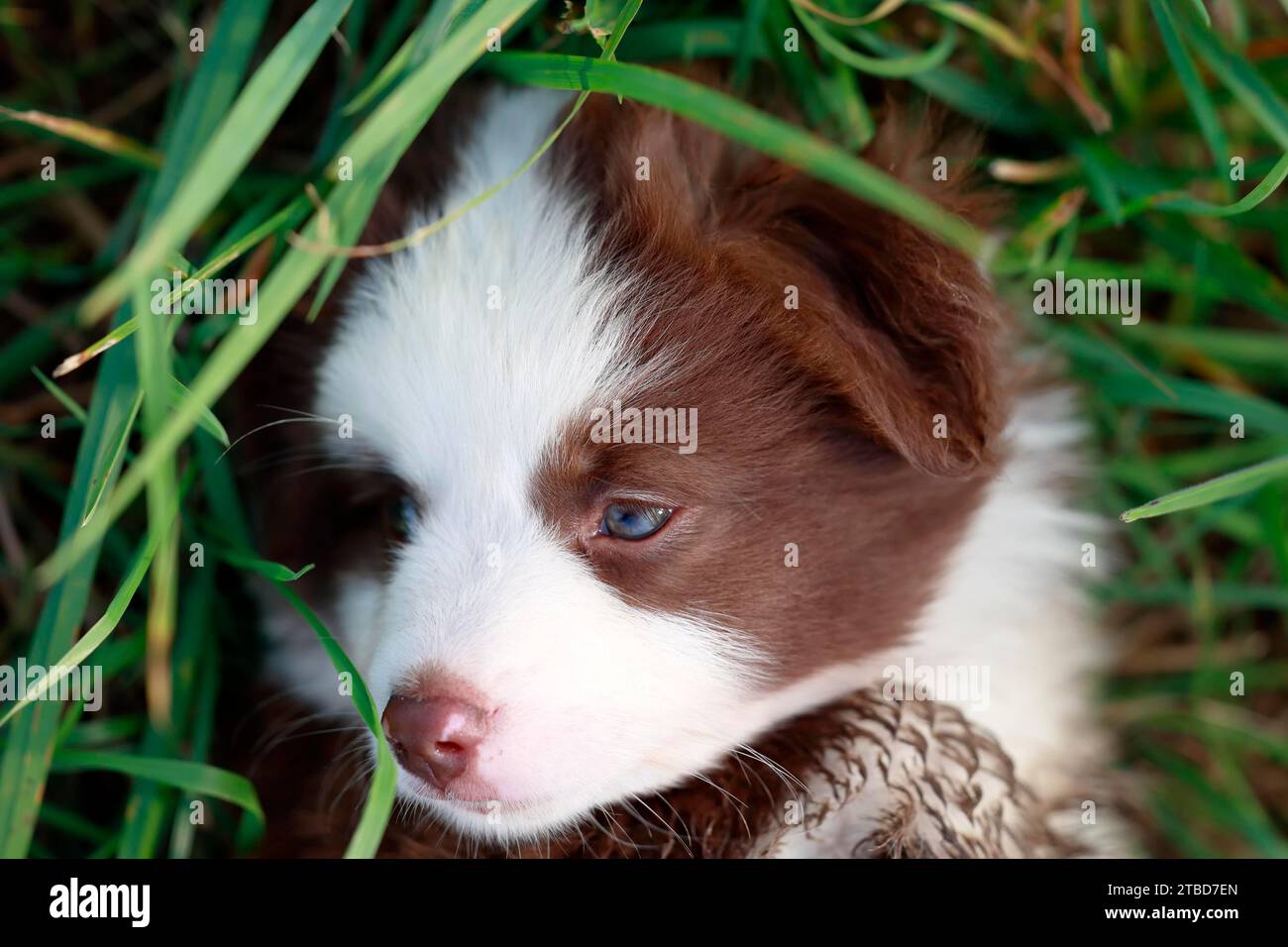 Cachorro de pastor americano en miniatura (Canis lupus familiaris), cachorro acostado en hierba alta, retrato, Renania-Palatinado, Alemania Foto de stock