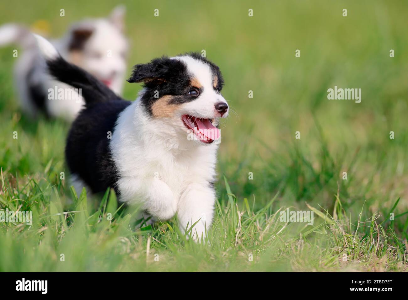 Cachorro de pastor americano en miniatura (Canis lupus familiaris), cachorro que corre a través de un prado, Renania-Palatinado, Alemania Foto de stock
