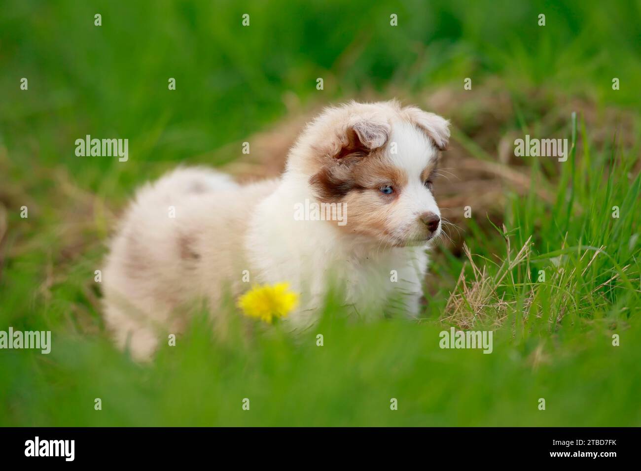 Cachorro de pastor americano en miniatura (Canis lupus familiaris), cachorro de pie en hierba alta, Renania-Palatinado, Alemania Foto de stock