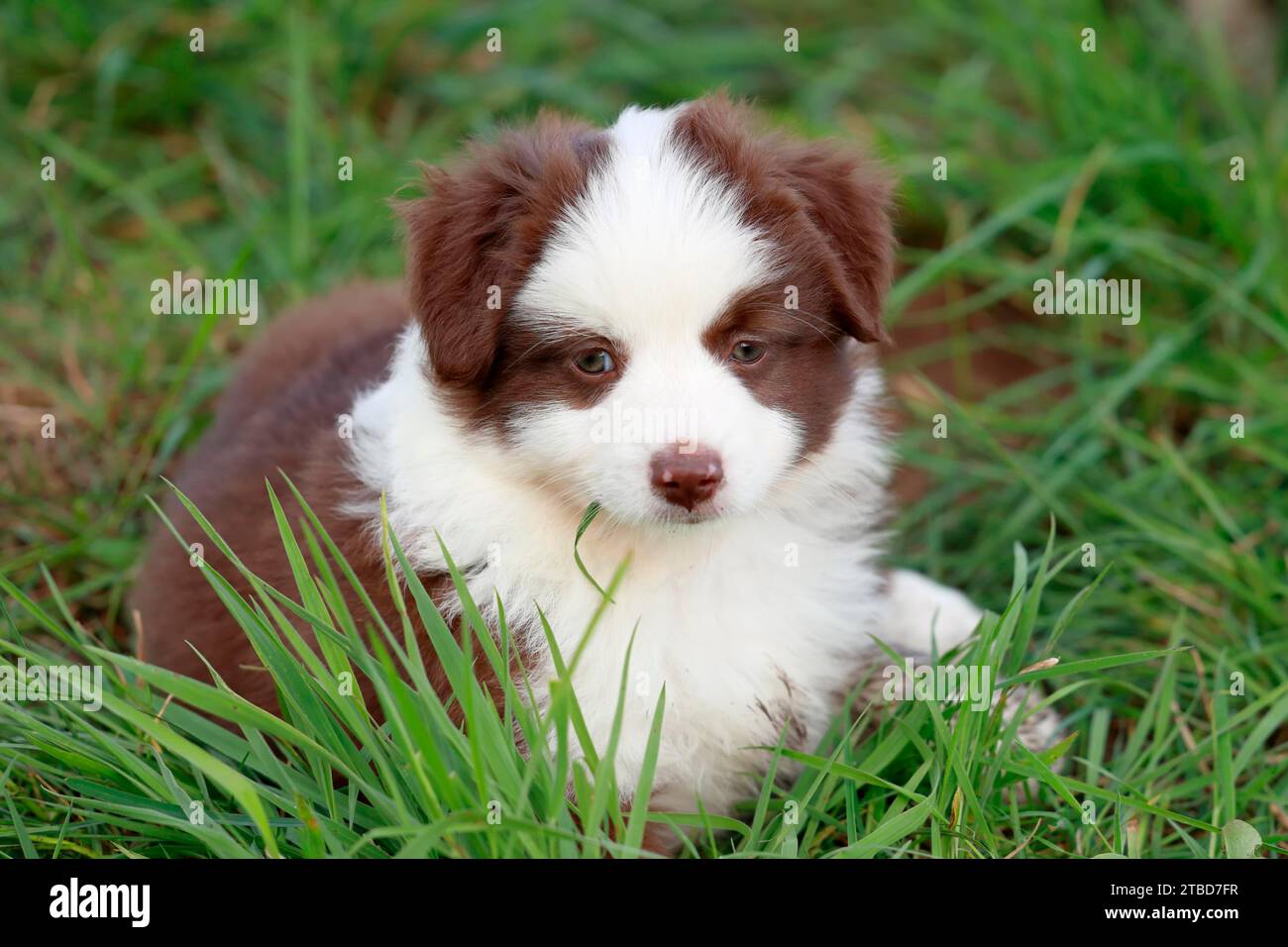 Cachorro de pastor americano en miniatura (Canis lupus familiaris), cachorro acostado en hierba alta, retrato, Renania-Palatinado, Alemania Foto de stock