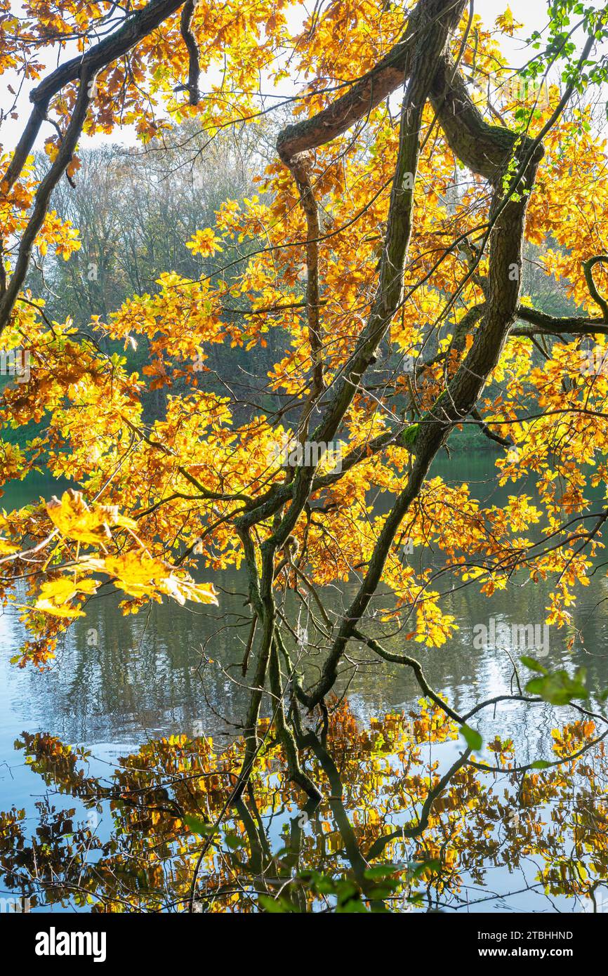 Colgando ramas con hojas de color dorado sobre el agua tranquila de un estanque Foto de stock