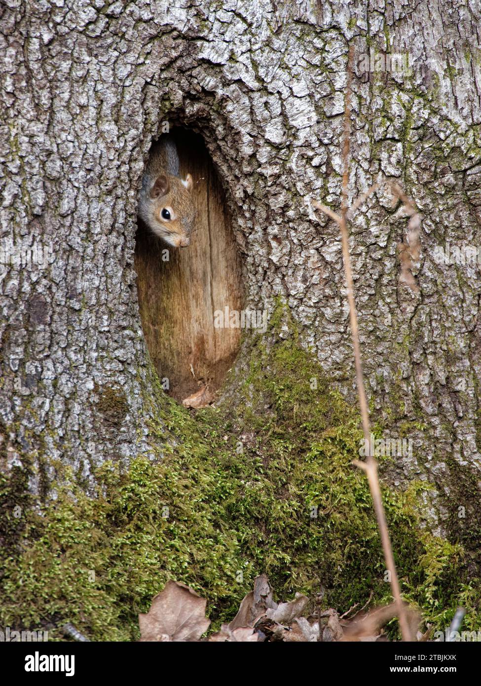 Ardilla gris (Sciurus carolinensis) mirando desde la entrada de su sitio de nido en un árbol hueco, Nagshead RSPB Reserva, Bosque de Dean, Gloucestershire. Foto de stock