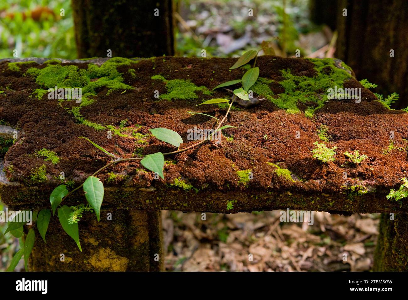 Mesa de moldeo con musgo, cubierta de musgo, cubierto, viejo, histórico, ruina, crecimiento, tropical, trópico Foto de stock