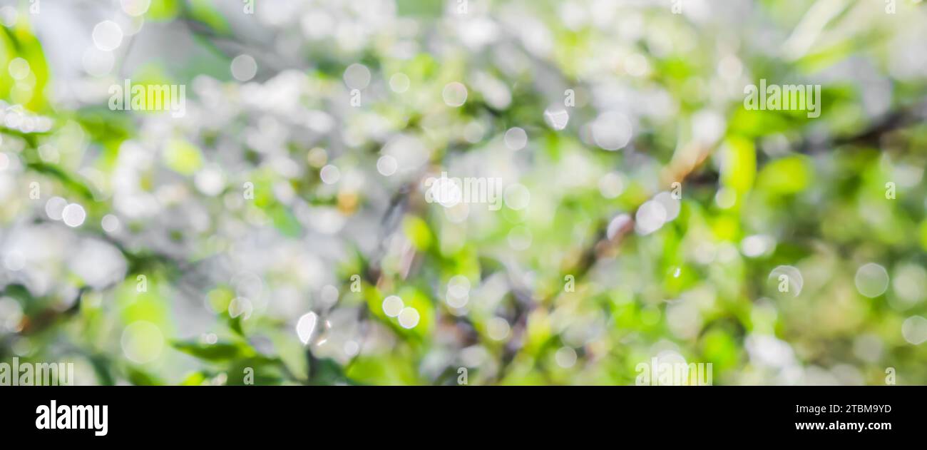 Fondo de primavera borroso de flores blancas y hojas verdes en sol. Bokeh extremo con reflejo de luz Foto de stock