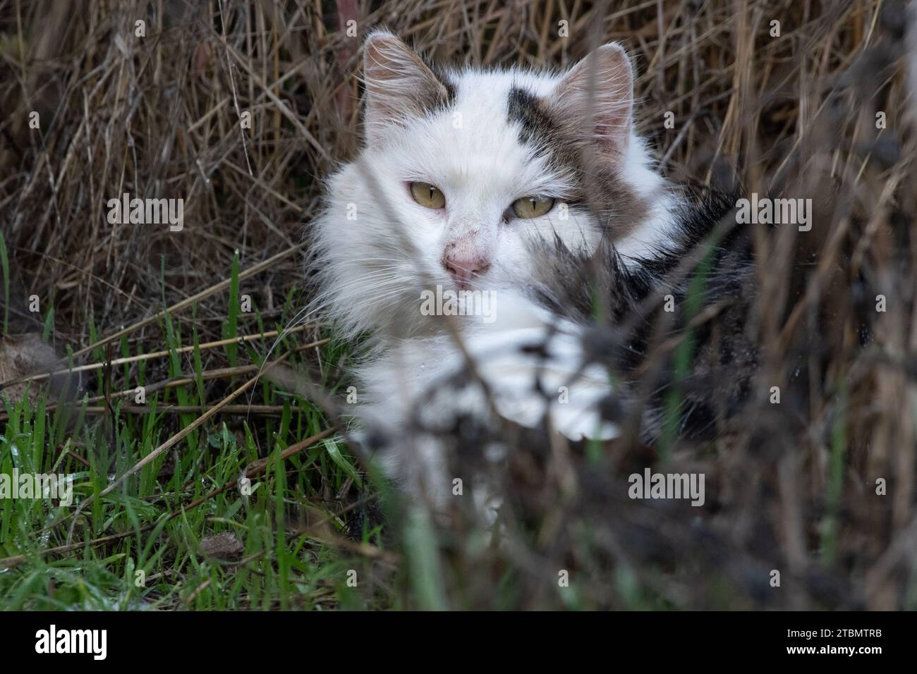 Un gato salvaje, Felis catus, escondido en la hierba en el área de la bahía de San Francisco, California, EE.UU Foto de stock