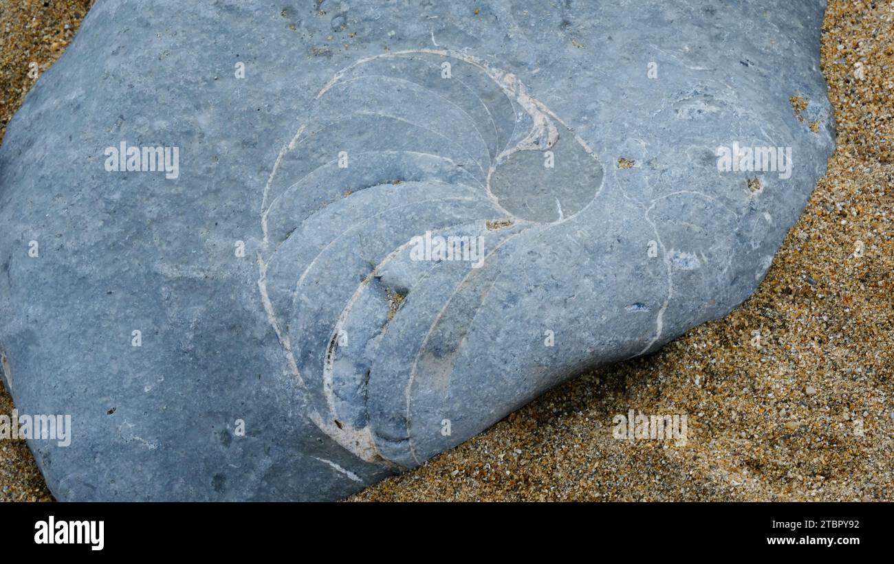 Fósiles de amonita encontrados en la playa de Lyme Regis - John Gollop Foto de stock
