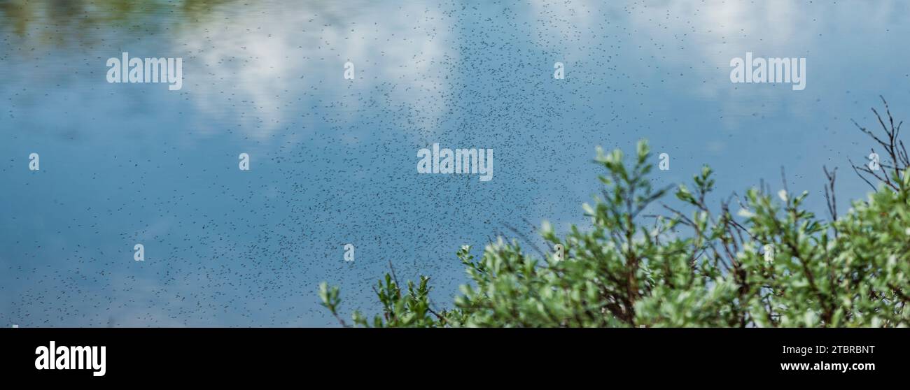 Mosquitos voladores frente a un cuerpo de agua Foto de stock