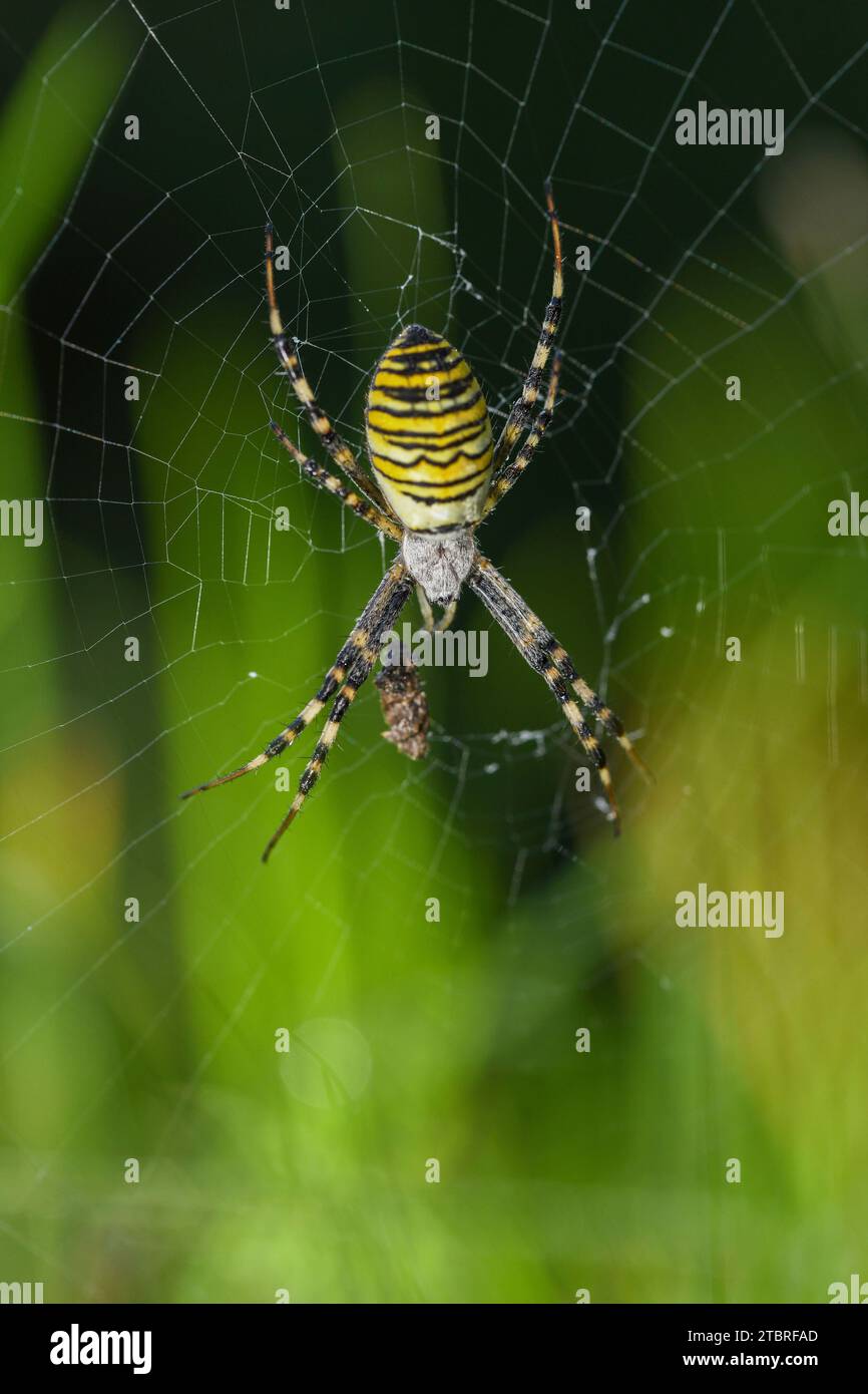 Araña de avispa, Argiope bruennichi, Araneoidea Foto de stock
