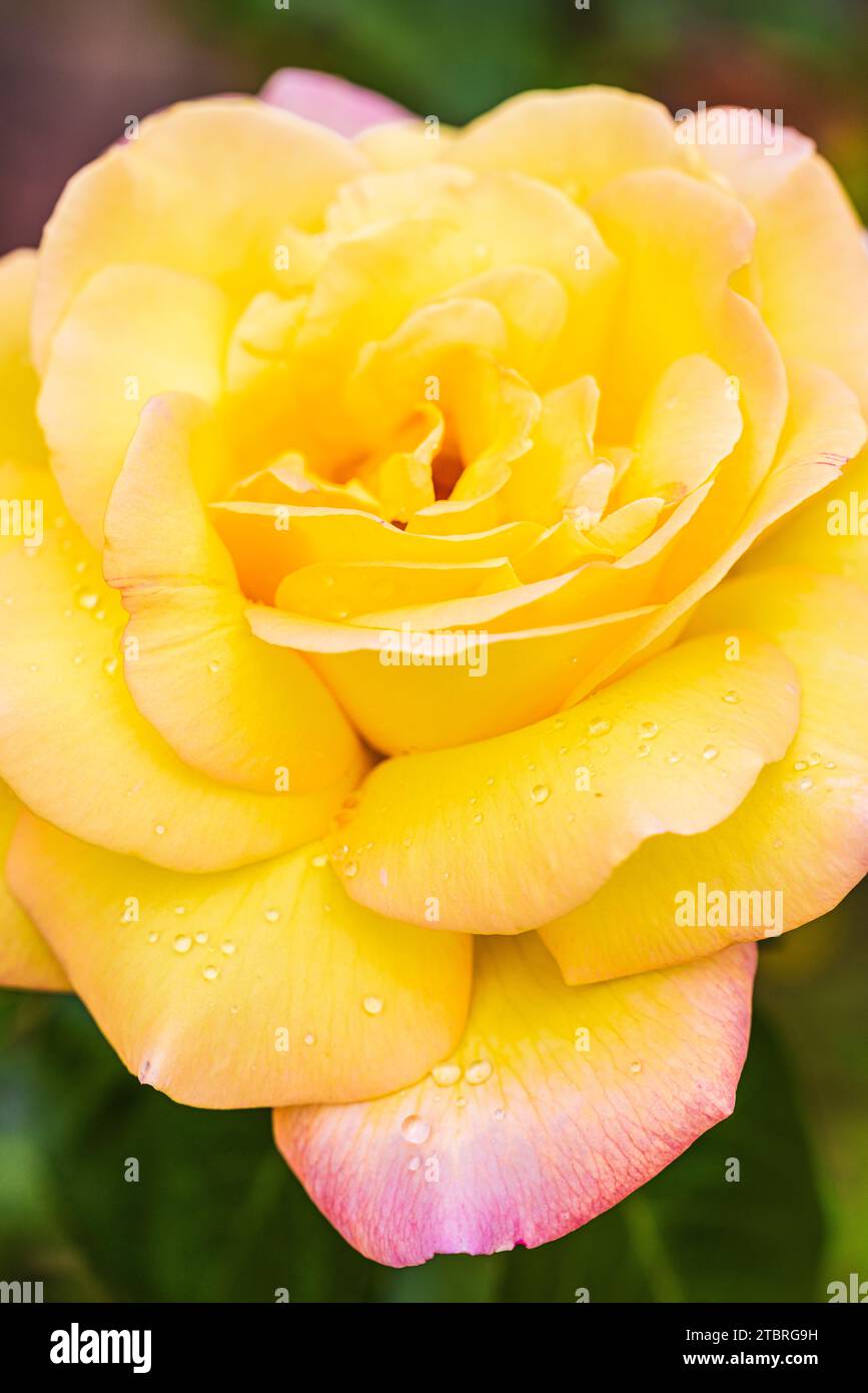 Rosa en el jardín, mojado, gotas de agua Foto de stock