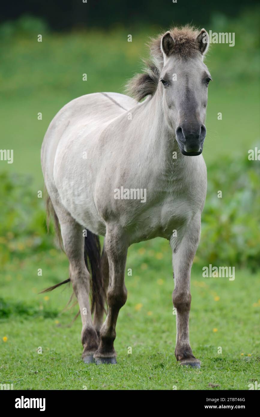 Caballo de cola (Equus ferus ferus caballus, Equus przewalskii ferus caballus) en un prado, Alemania Foto de stock