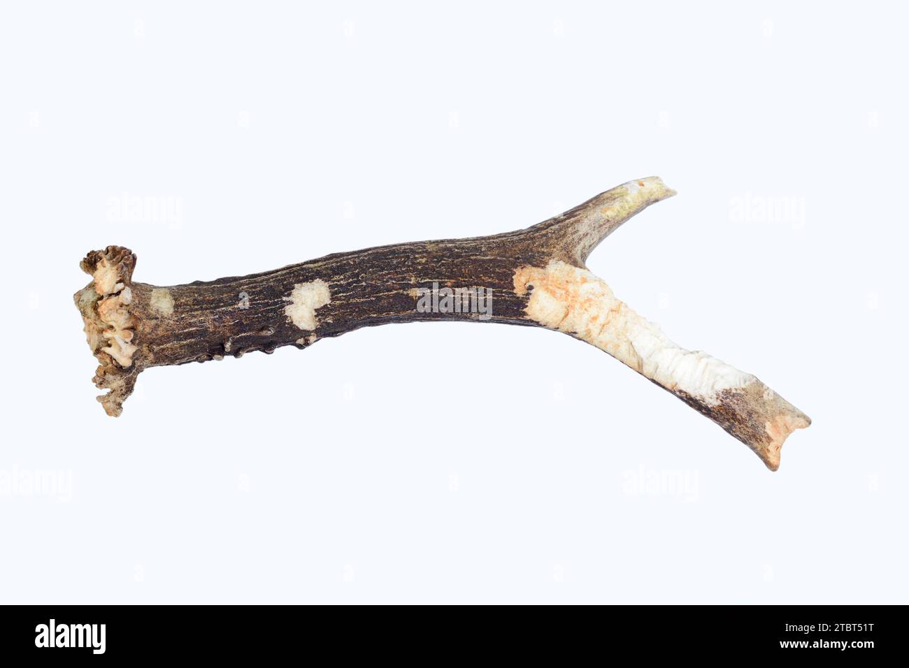 Corzos europeos (Capreolus capreolus), cuernos o cuernos de corzos roídos por ratones Foto de stock