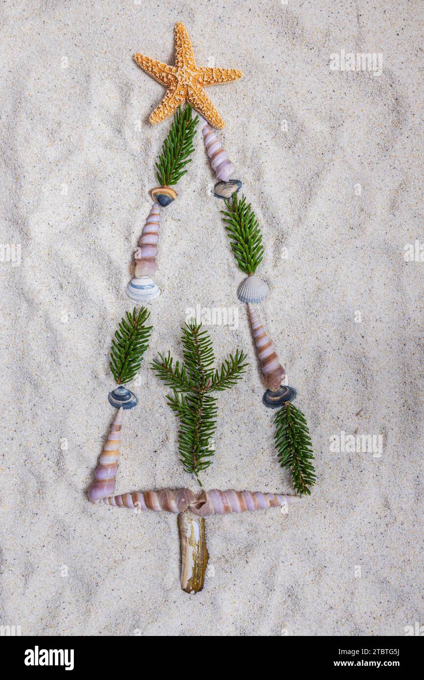 Conchas marinas en forma de abeto en la costa, decoración, naturaleza muerta Foto de stock