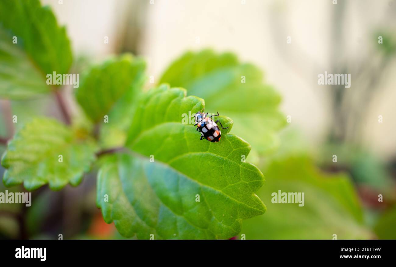 escarabajos, escarabajo señora en una hoja verde Foto de stock