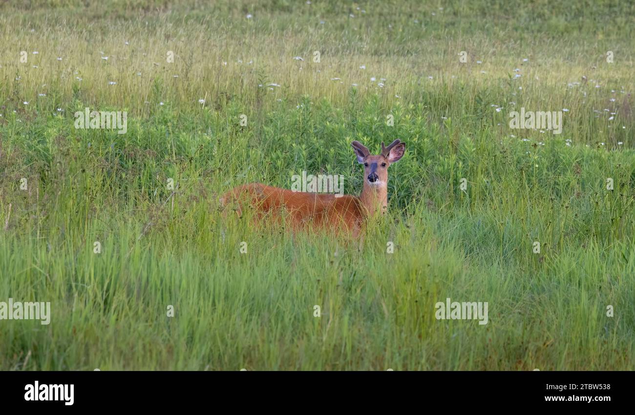 Buck de cola blanca en un campo de verano en el norte de Wisconsin. Foto de stock