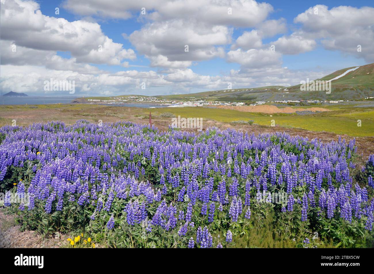 Pradera cubierta con flores de Lupine en Islandia Foto de stock