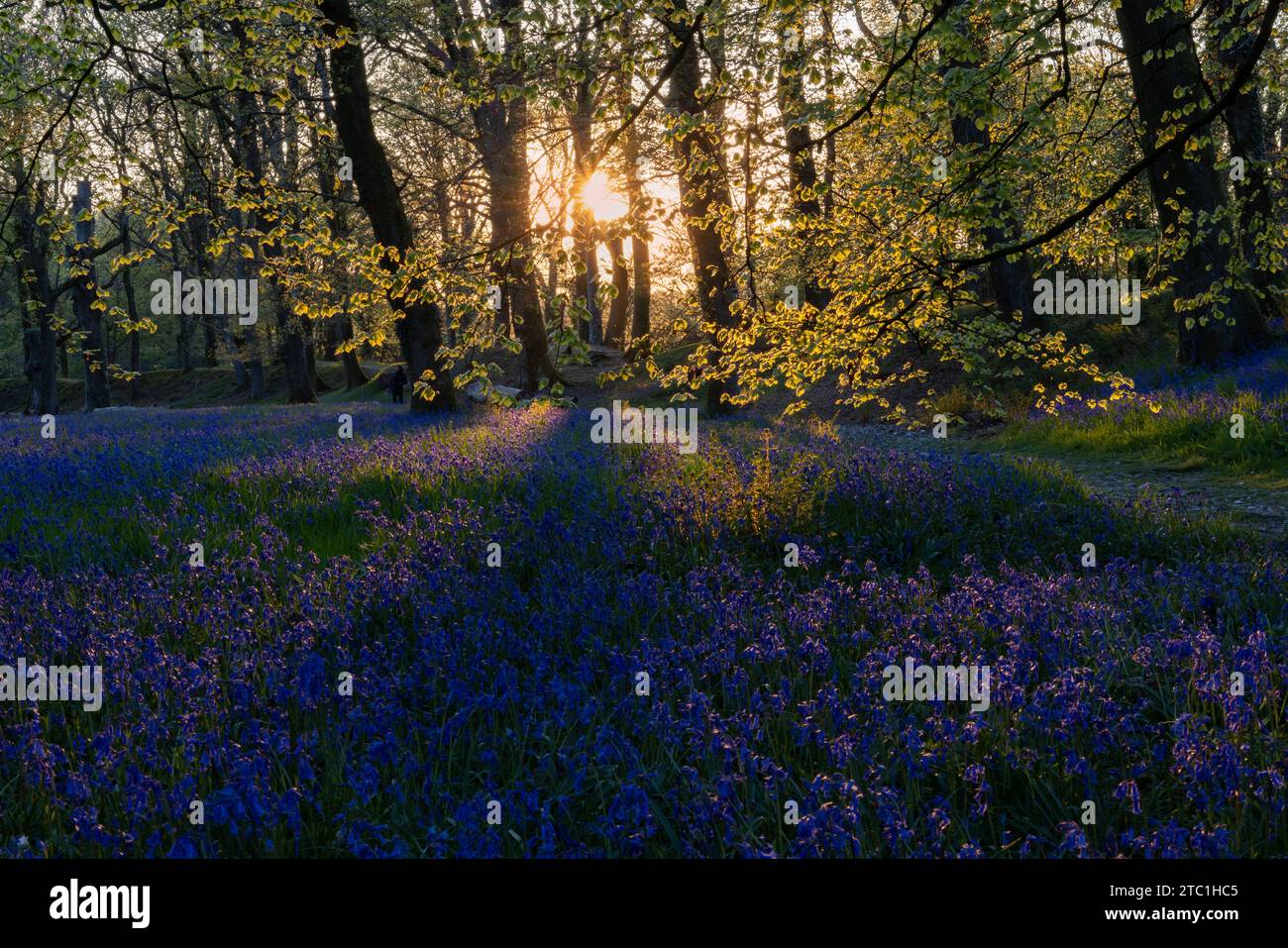 El sol estalló a través de trre con alfombra de Bluebells [ hyacinthoides non-scripta ] en Blackbury Camp, Devon, Reino Unido Foto de stock