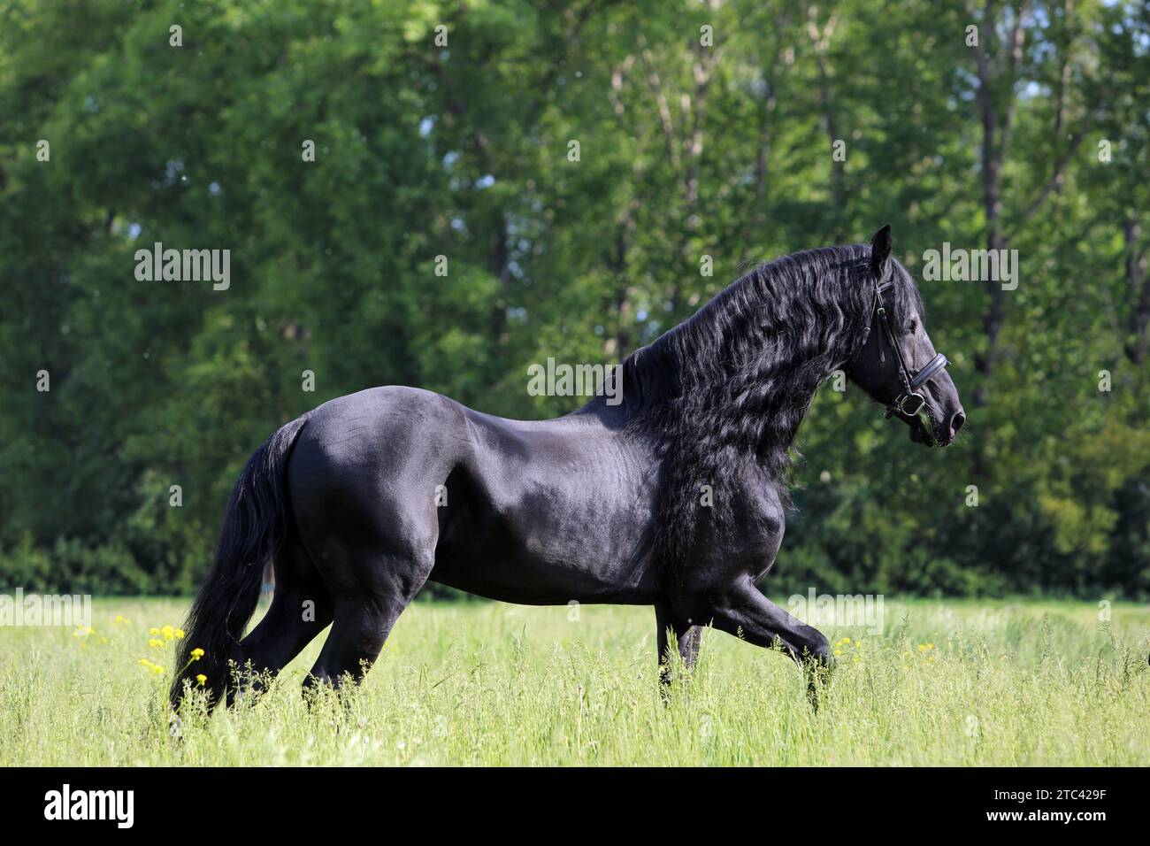 Retrato de caballo frisón de doma al aire libre Foto de stock