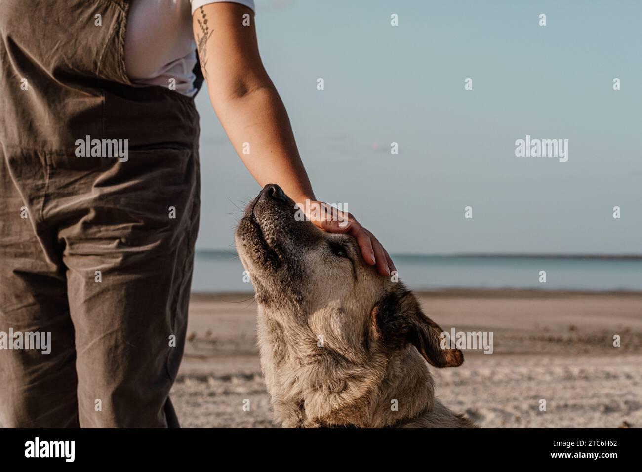 Perro mayor en la playa recibiendo un poco de amor Foto de stock