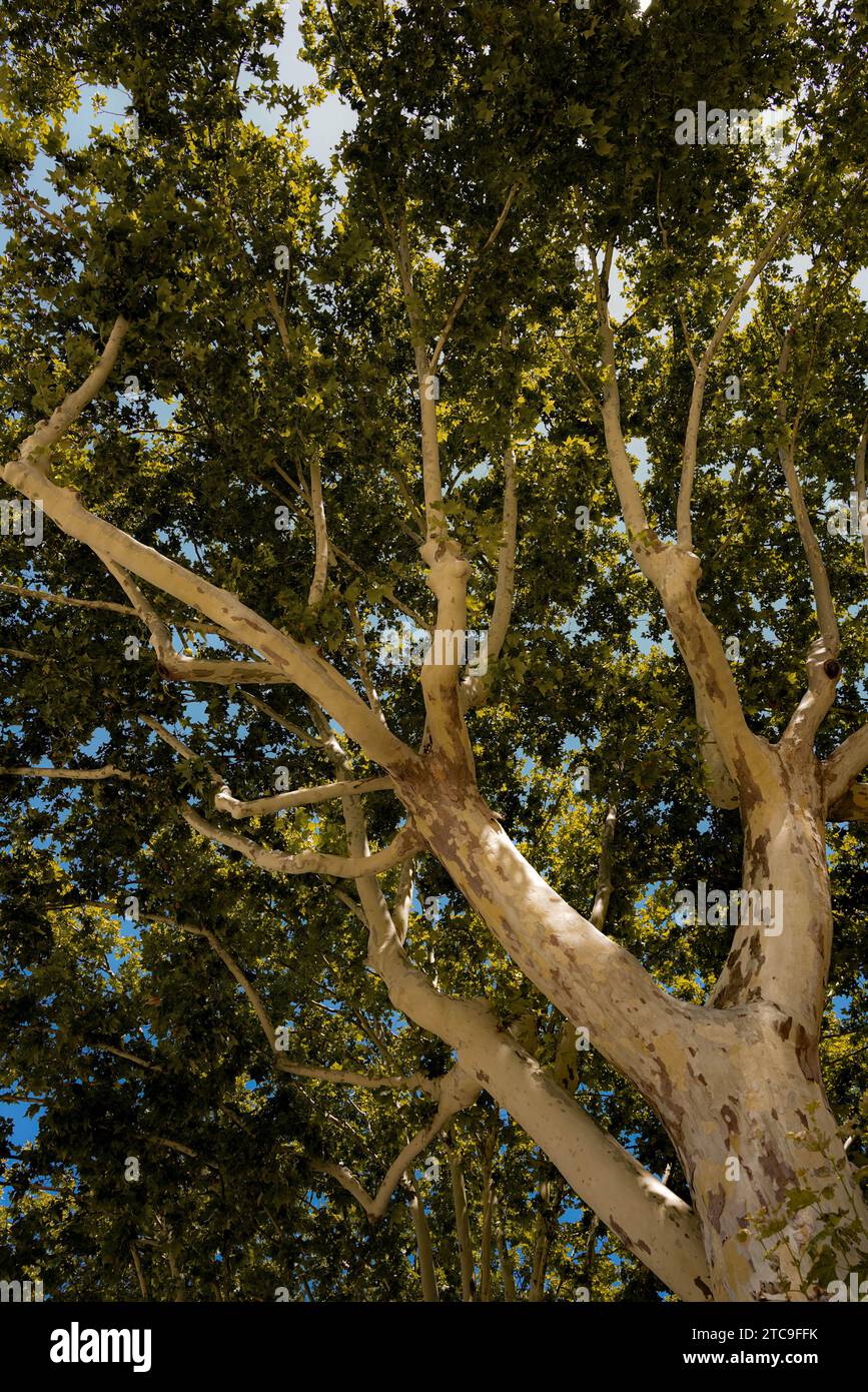 vista de ángulo bajo de un árbol plano Foto de stock