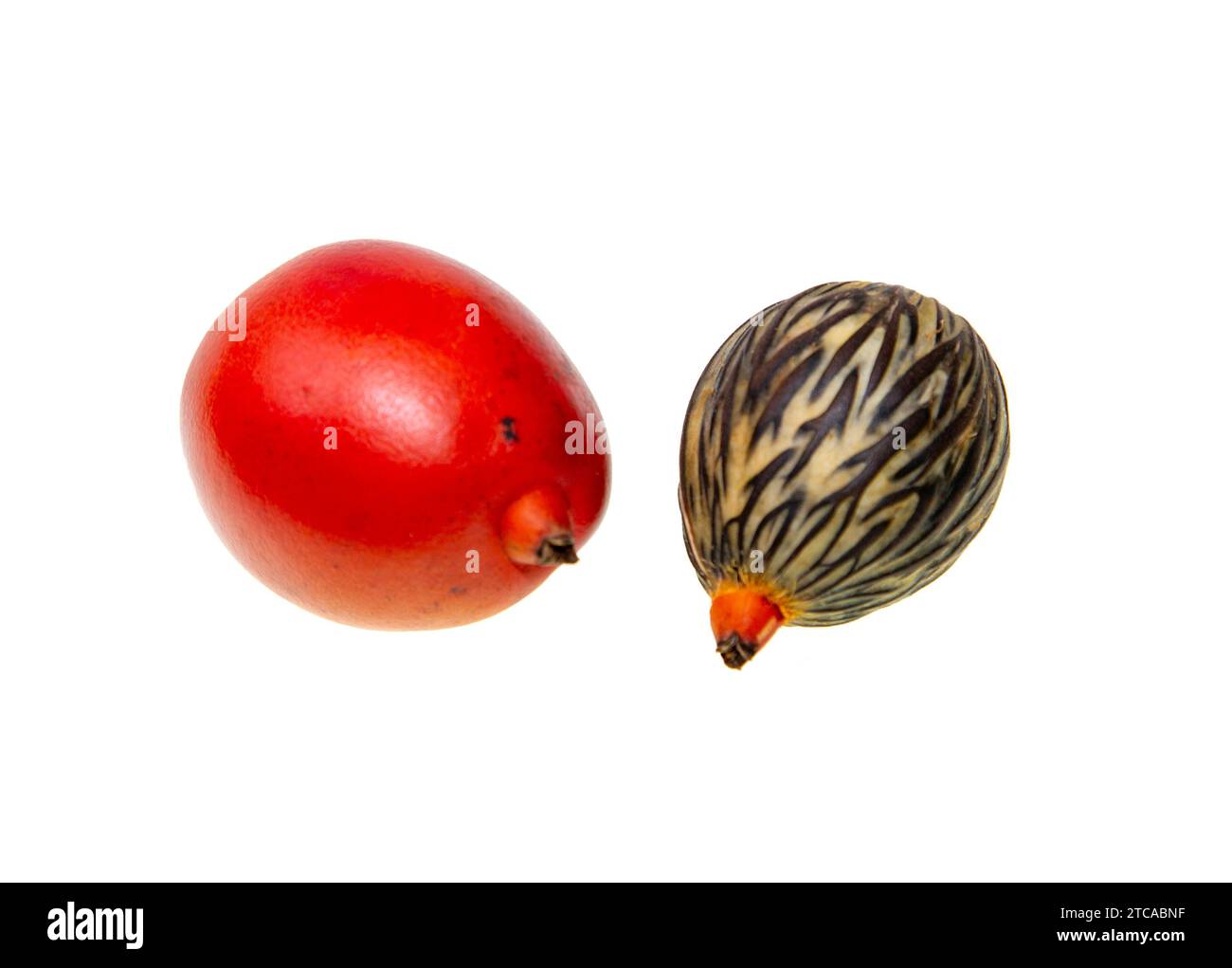 Gran fruto rojo y semilla de la palmera cola de zorro, Wodyetia bifurcata, endémica de la selva tropical de Queensland, Australia Foto de stock