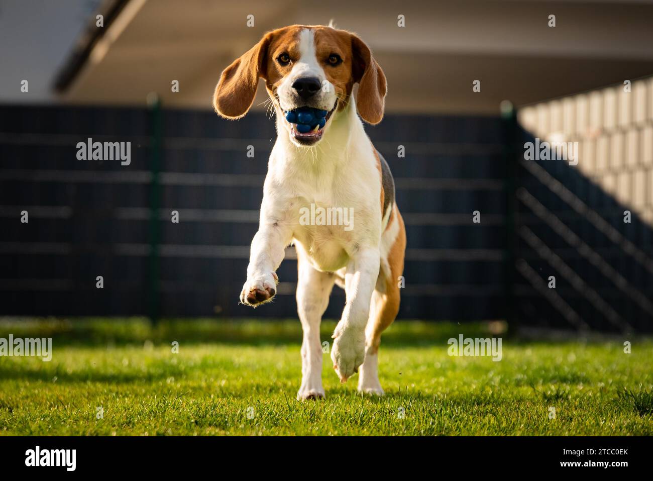 Perro Beagle con largas orejas sobre una pradera verde durante la primavera, verano corre hacia la cámara con la bola. Antecedentes Foto de stock