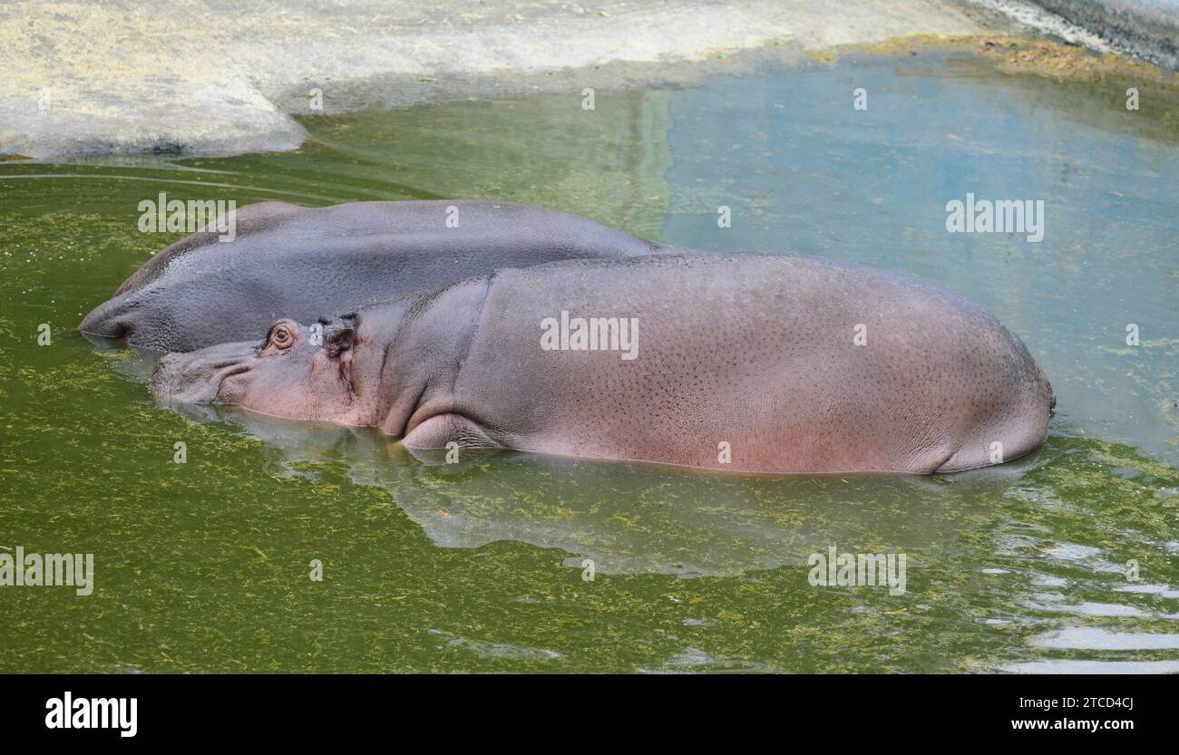 Dos Hippopotamus yacen en un reservior de agua en una reserva animal. Foto de stock